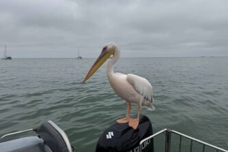 Sea to Sand Adventure - NamibNOW.travel